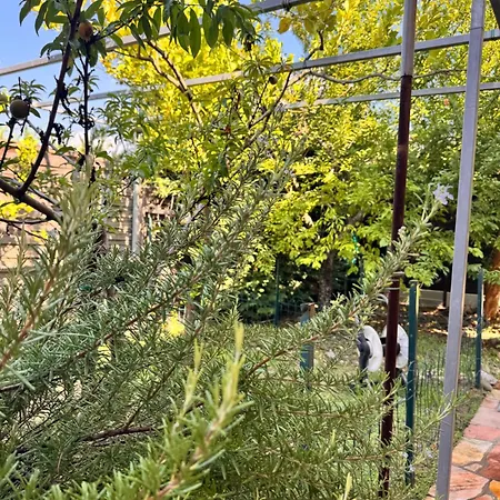Graziosa *